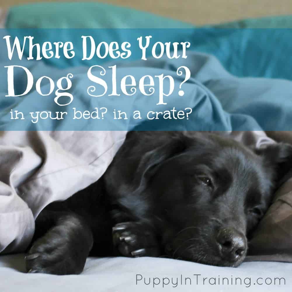 should your dog sleep in the bedroom
