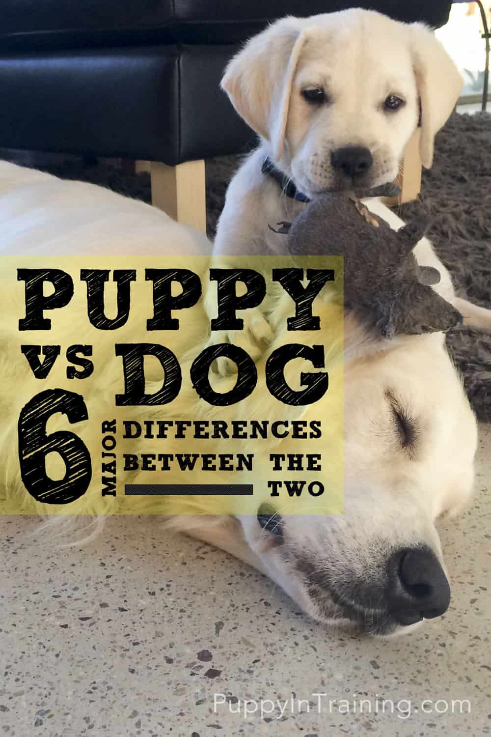 Should I Get A Puppy Or A Dog? 6 Major Differences Between
