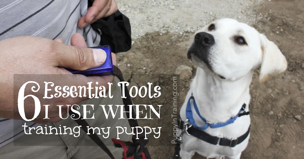 What Are The Most Important Puppy Training Tools 