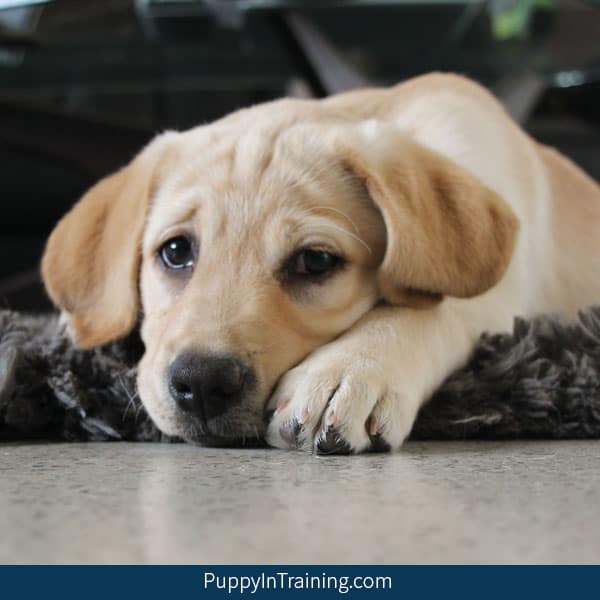 How Much Does A Labrador Retriever Puppy Cost Puppy In Training