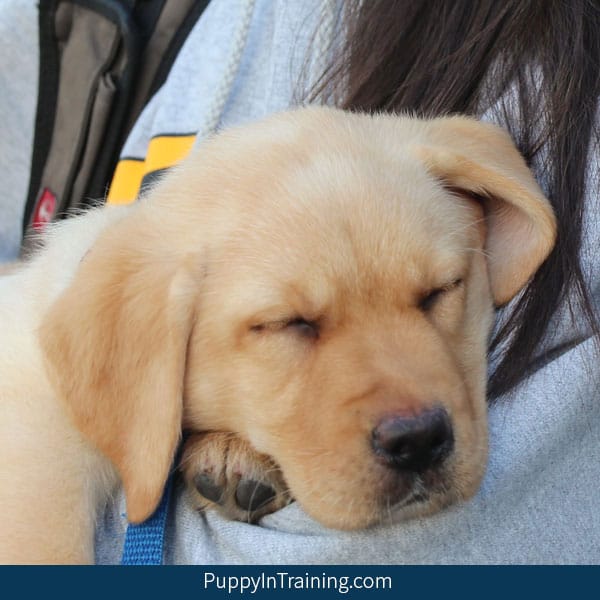 Teaching your dog to lay down on the Magic Mat 