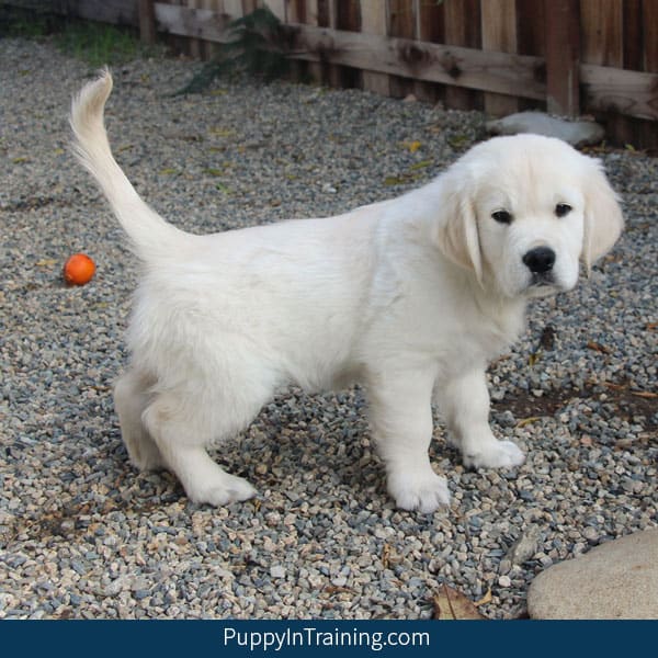 10 month old puppy peeing in house hotsell