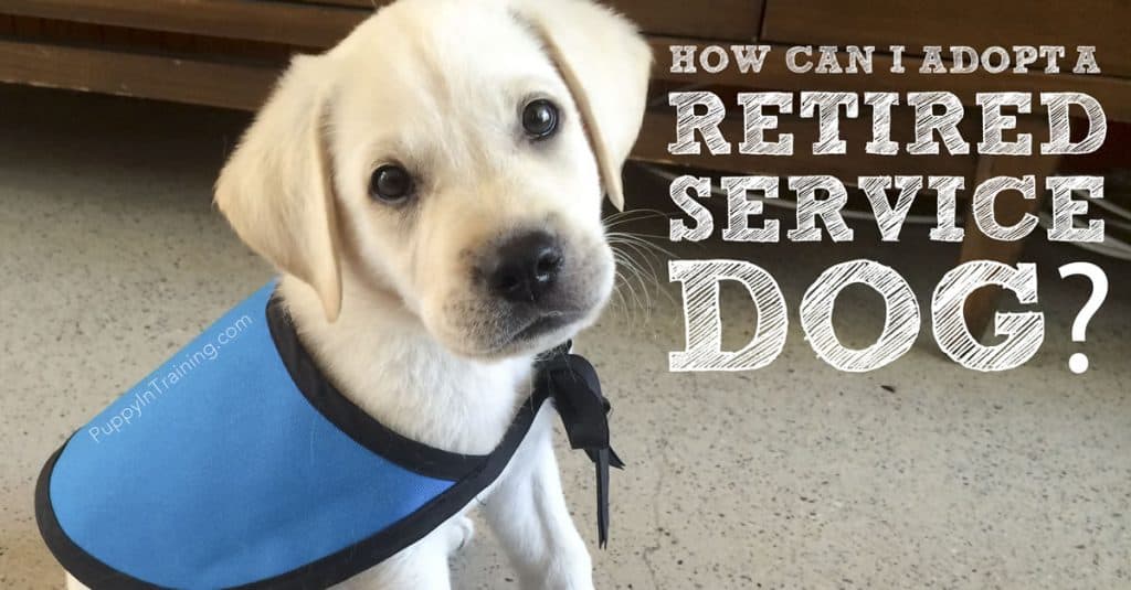 How Can I Adopt A Retired Service Dog or Failed Guide Dog? - Puppy In