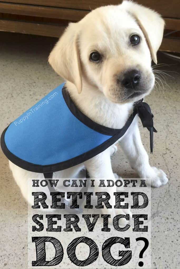 How Can I Adopt A Retired Service Dog or Failed Guide Dog ...