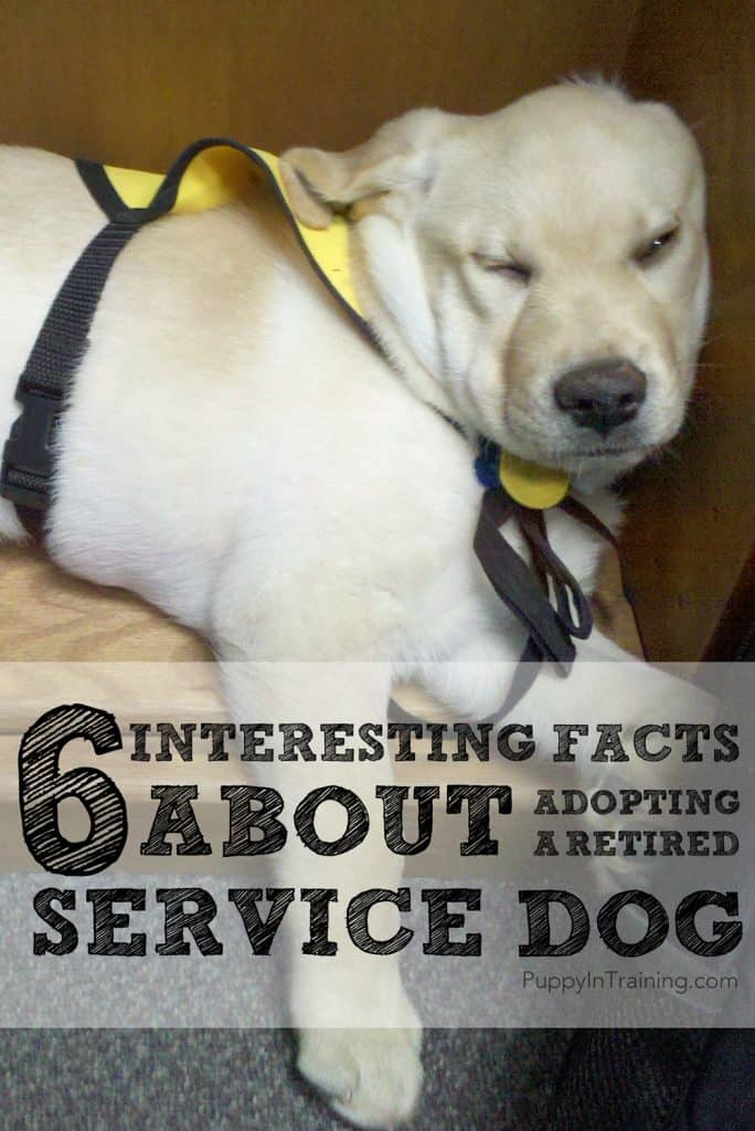 6 Interesting Facts About Adopting A Retired Service Dog