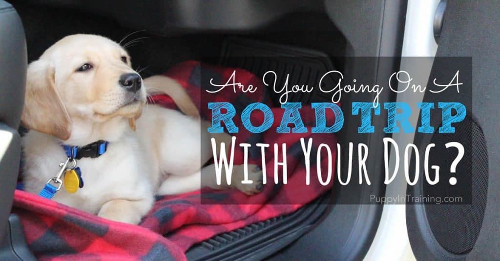 Are You Going On A Road Trip With Your Dog? [Dog Travel Checklist