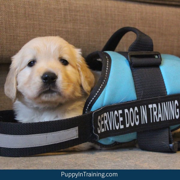 puppy training services