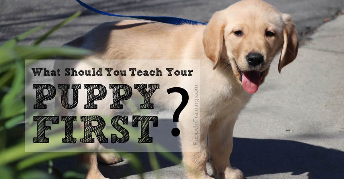 What Should I Teach My Puppy First? Puppy In Training