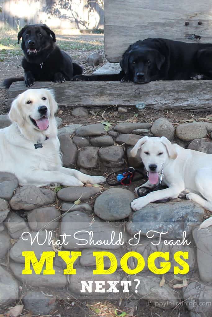 What Should I Teach My Dogs Next? [My Dog Training Class List] - Puppy ...