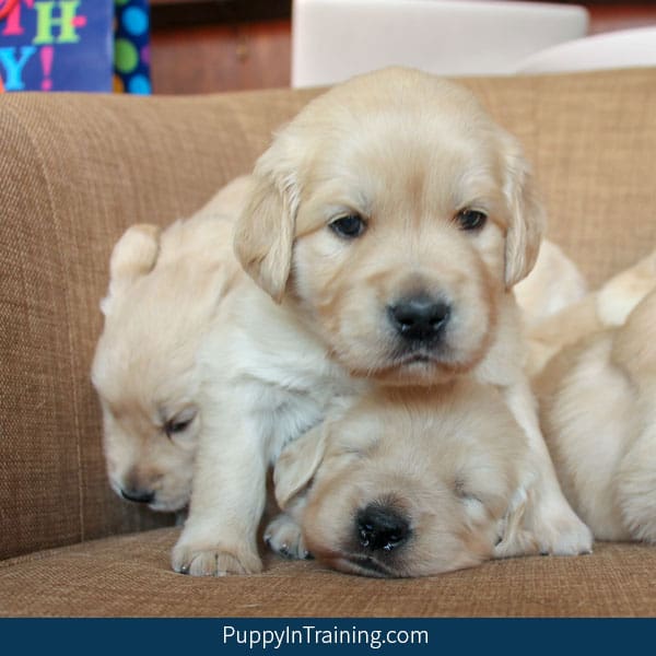 What Will Be Our Golden Retriever S First Litter Size Puppy In Training