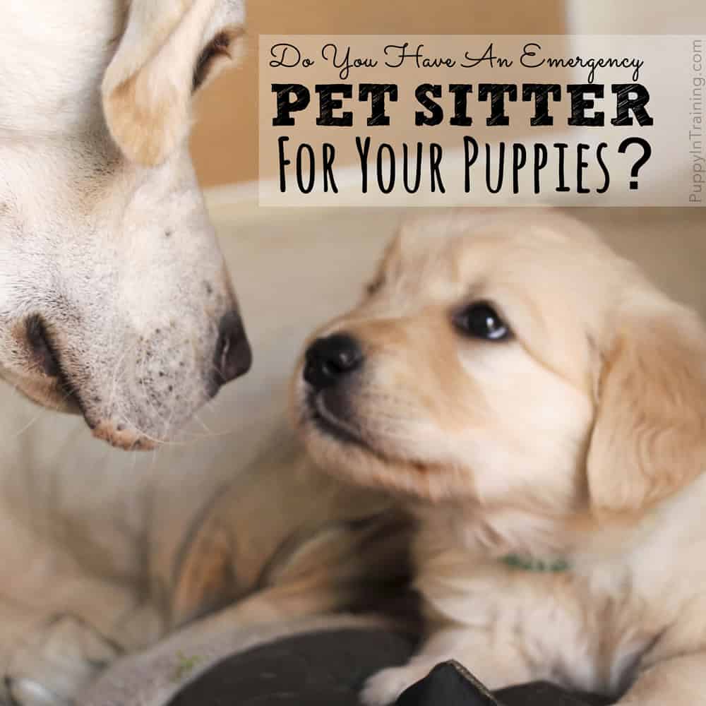 Do You Have An Emergency Pet Sitter? Puppy In Training