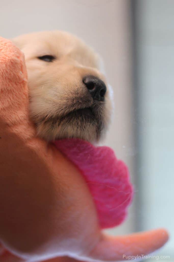 Our Litter Of Golden Retriever Pups - Week 3 - Puppy In Training