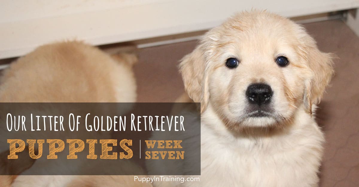 Our Litter Of Golden Retriever Pups - Week 7 - Puppy In Training