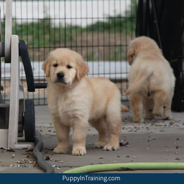 8 week old golden retriever puppy training