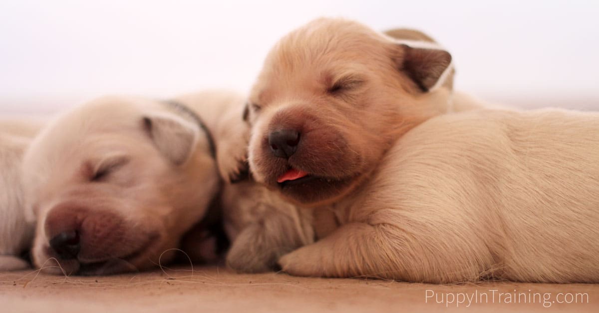 When Do You Take A Newborn Puppy To The Vet? - Puppy In Training