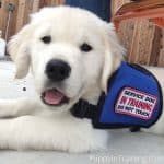 Charlie Service Dog Puppy In Training