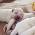 English Cream Golden Retriever Puppies Growth and Development - Week 1