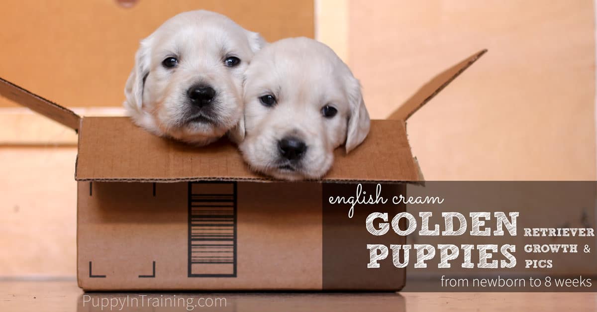 English Cream Golden Retriever Puppies From Newborn To 8 Weeks Old Puppy In Training