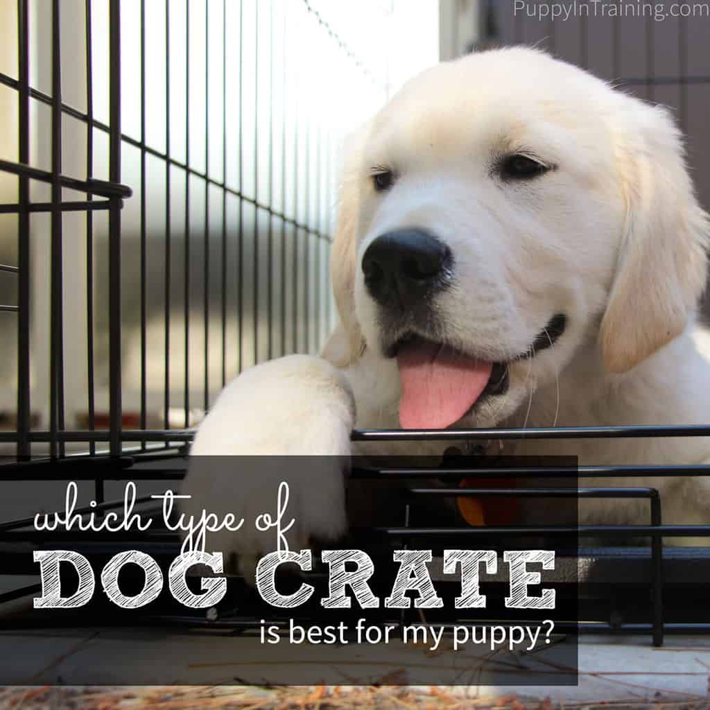 what do you put in a dog crate