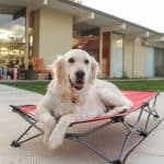 Carlson Dog Cot with Raven