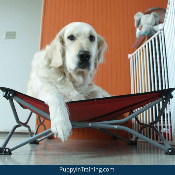 How to train a puppy to go to clearance bed