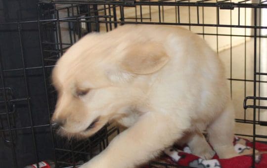 Crate Training your Golden Retriever puppy