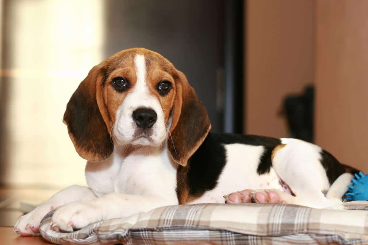 can beagle puppies swim