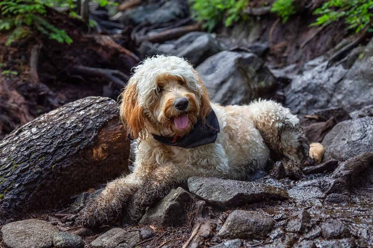 will my goldendoodle change color