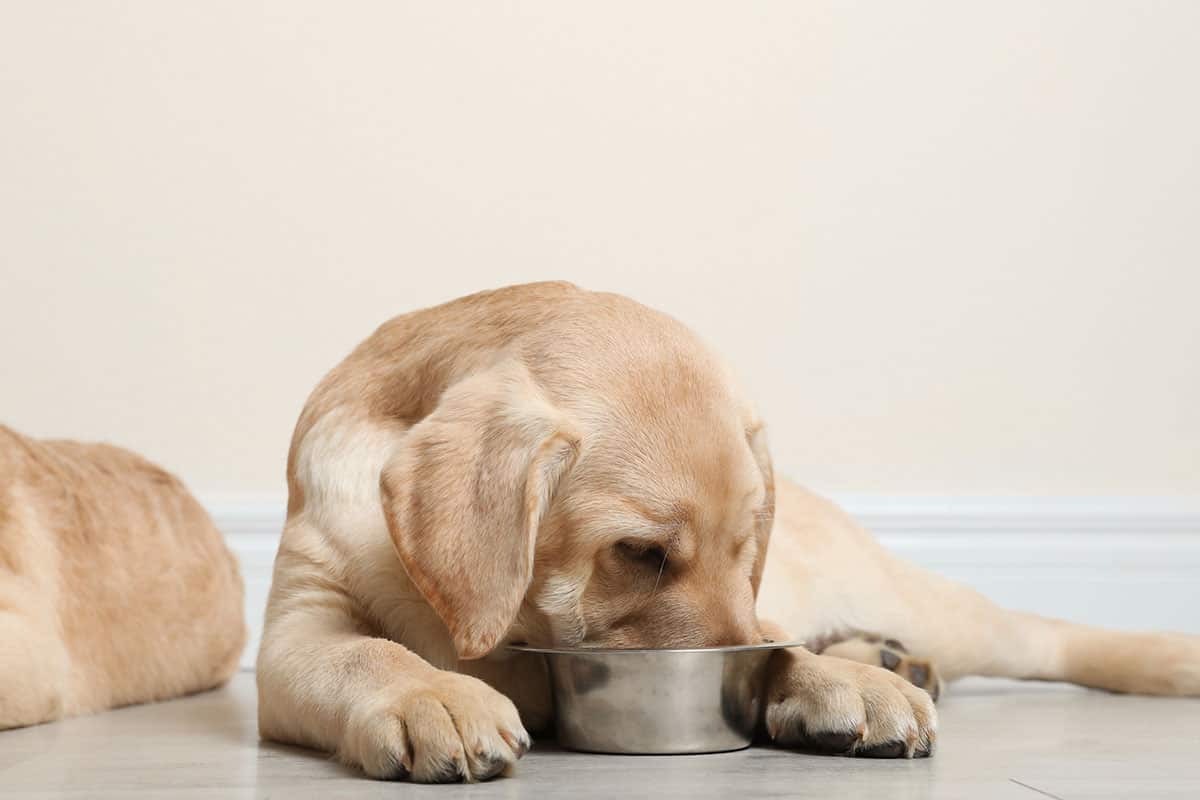what age should a puppy stop drinking milk