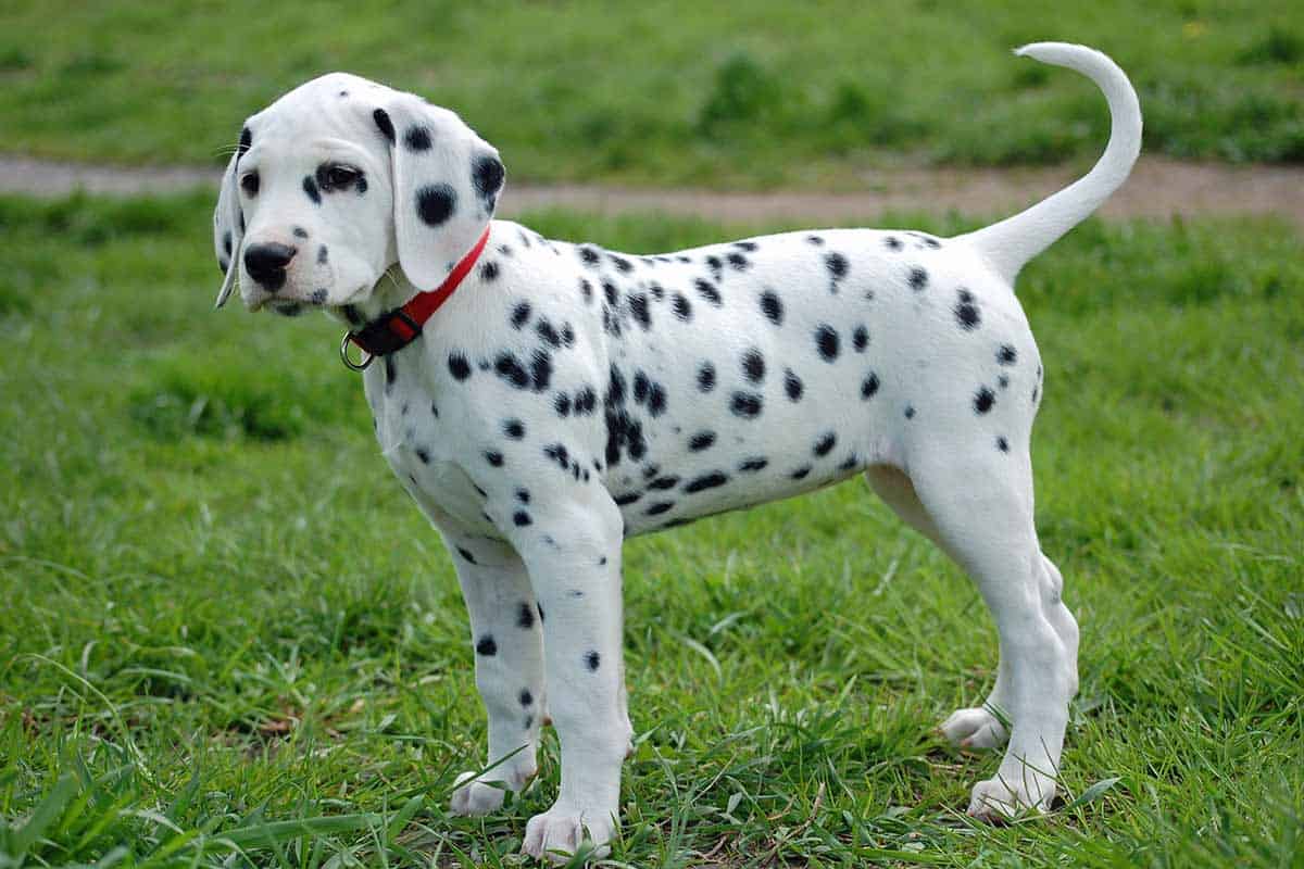 White puppy best sale with black spots