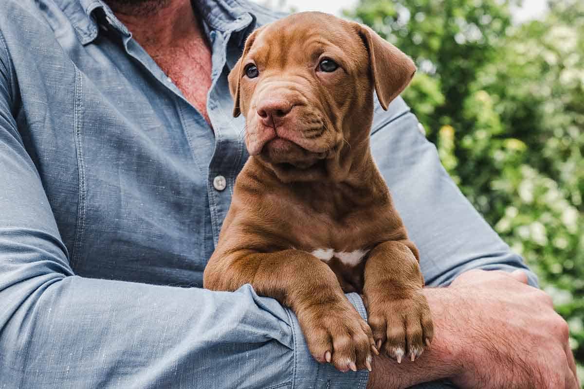 1000 Boy Dog Names for Your Good Boy!