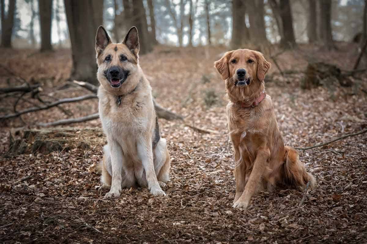 Golden retriever shepherd store cross