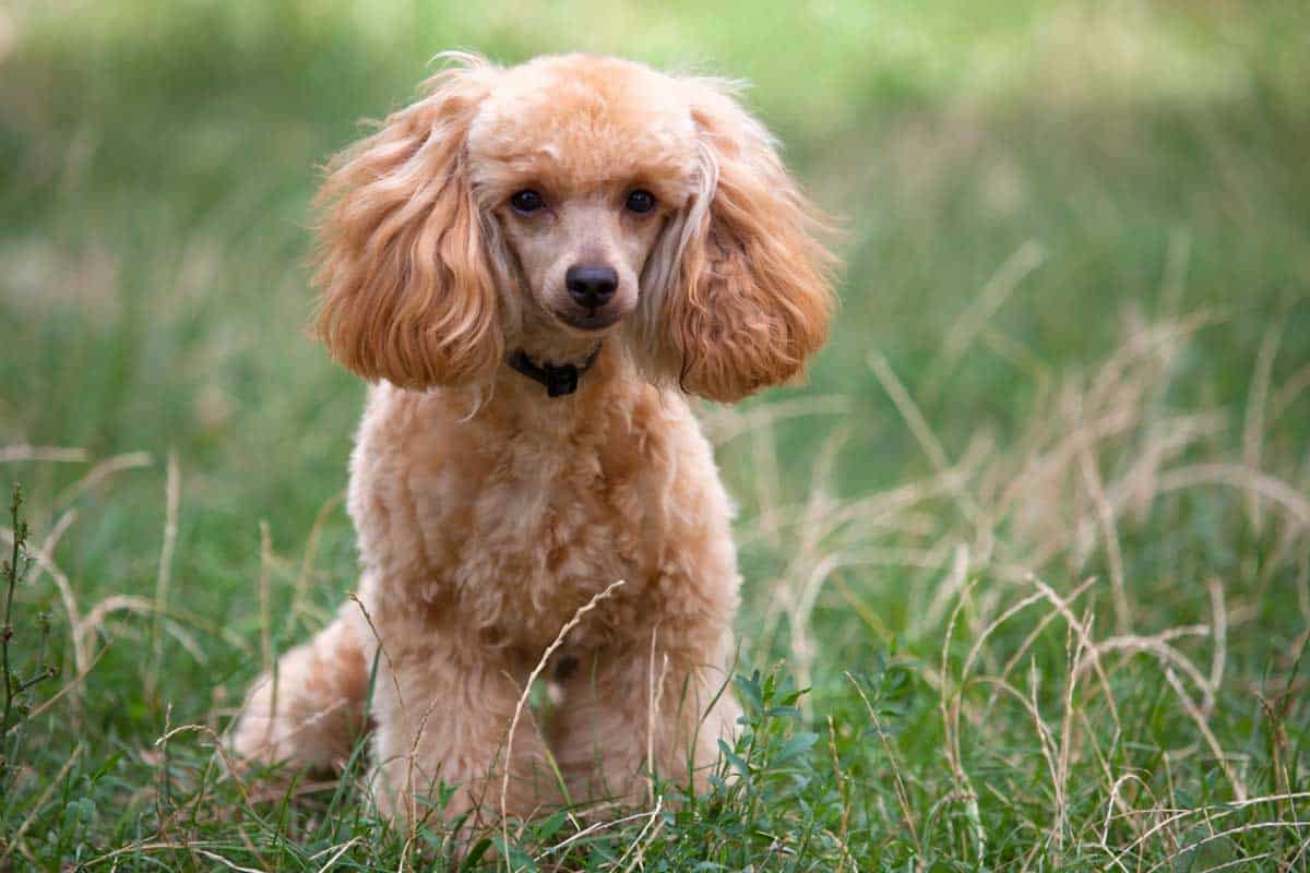 Toy poodle sale life expectancy