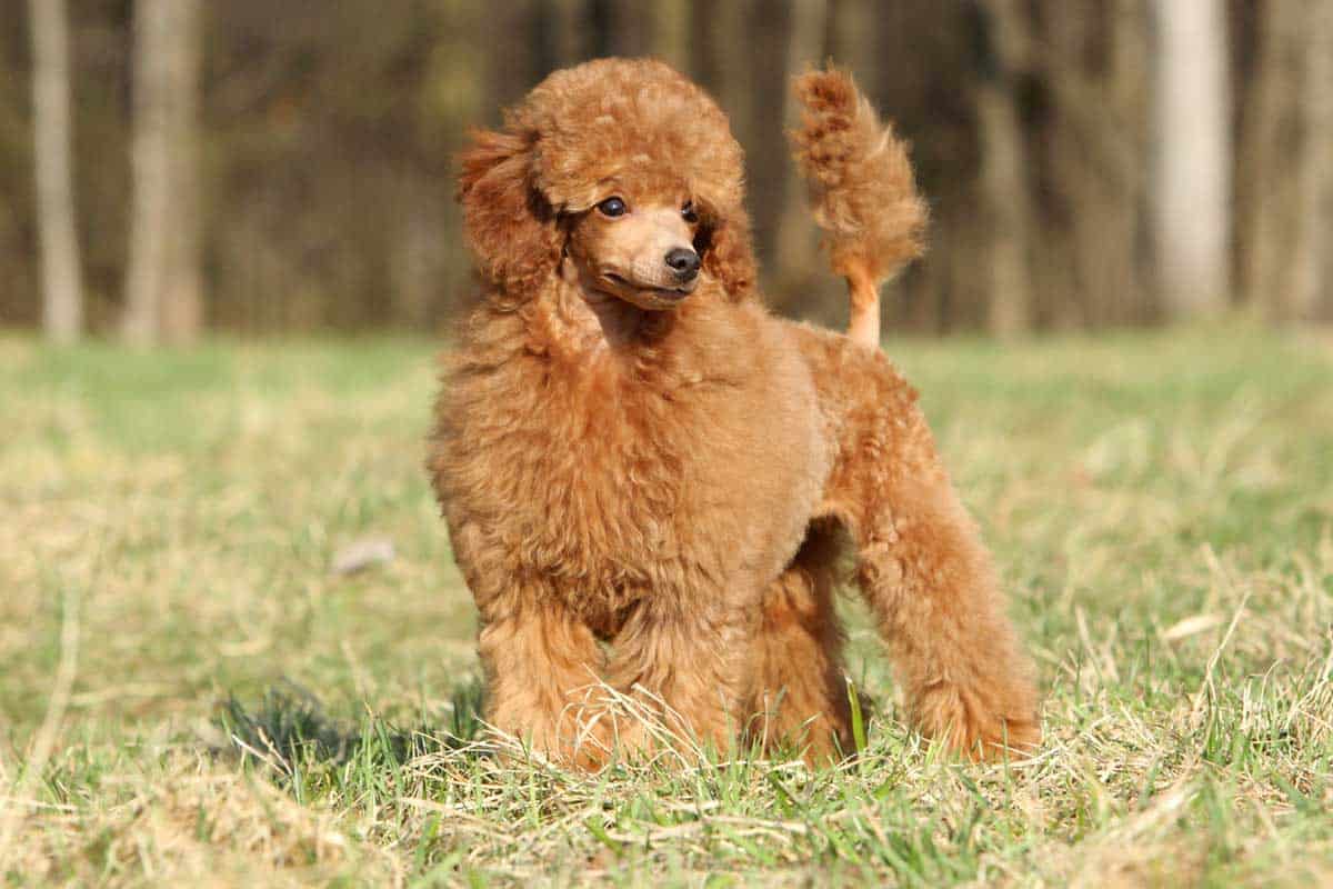 how high for a standard poodle feed bowl