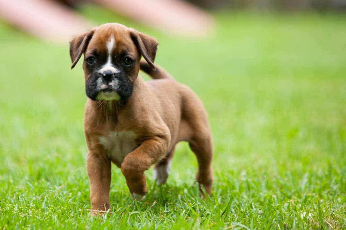 How Much Are Boxer Puppies 