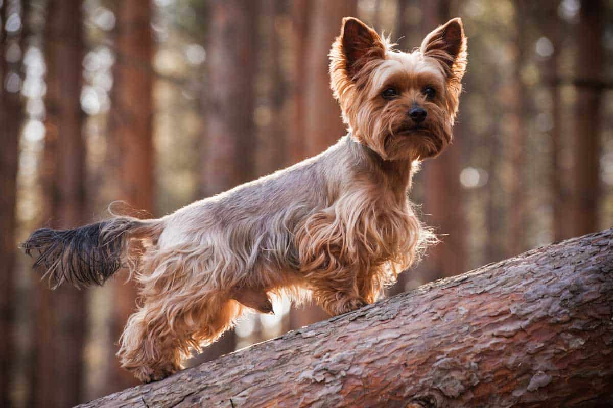 can 2 male yorkies get along