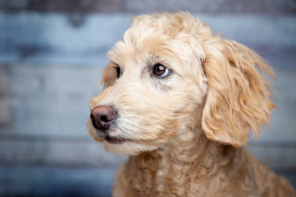 How Much Should You Feed Your Goldendoodle Puppy?