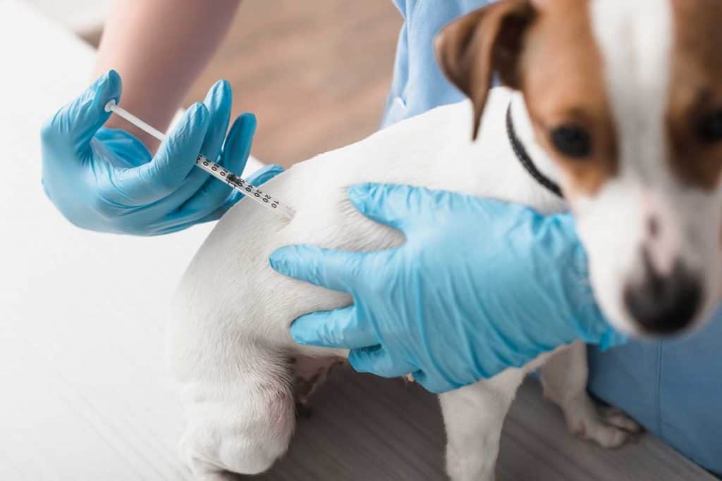 Can a vaccinated 2024 dog get parvo