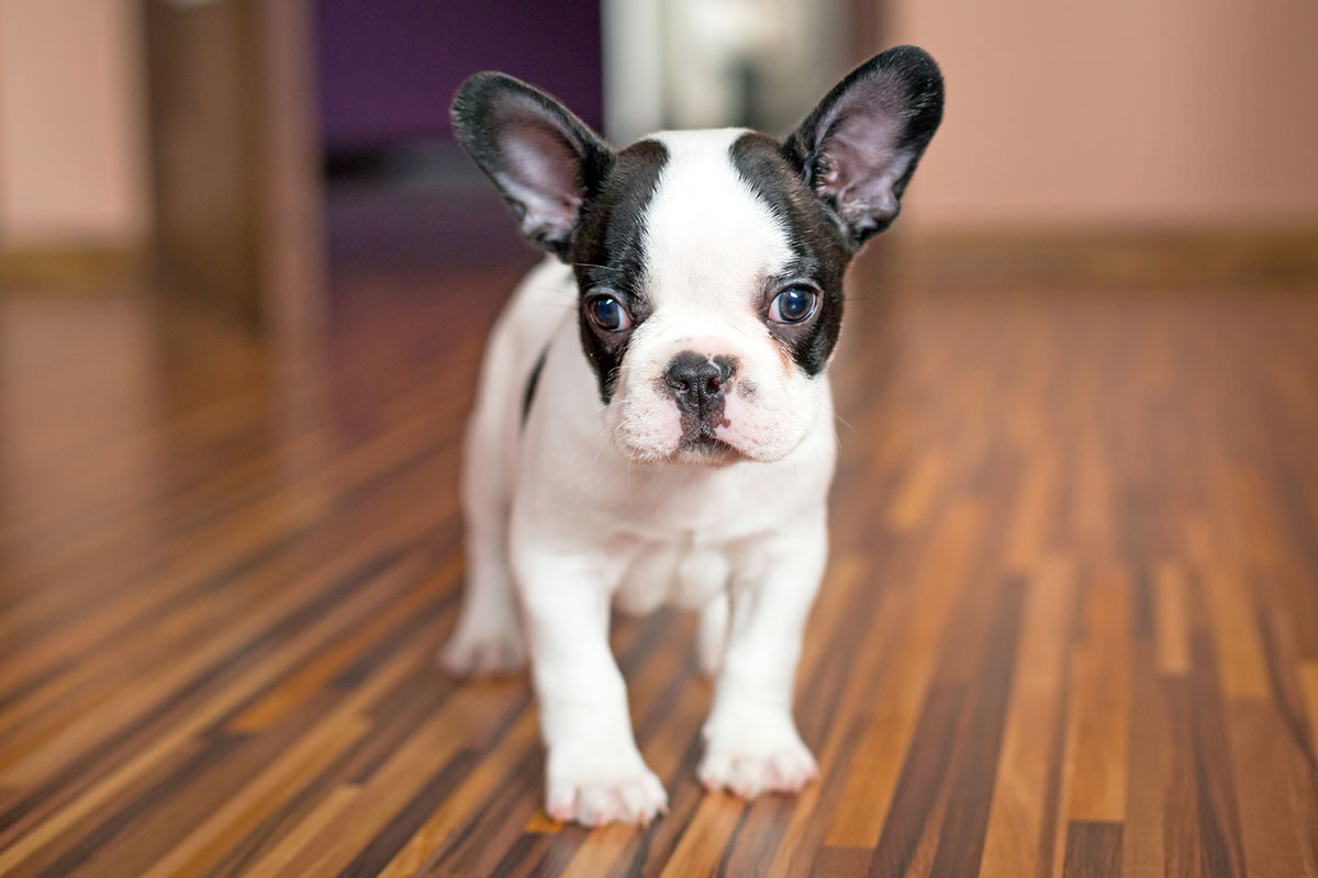 how big are french bulldog puppies