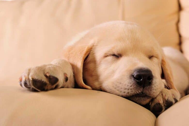 at what age do golden retriever puppies sleep through the night