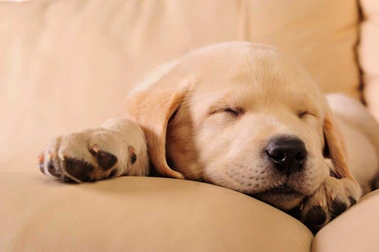 at what age does a puppy sleep through the night