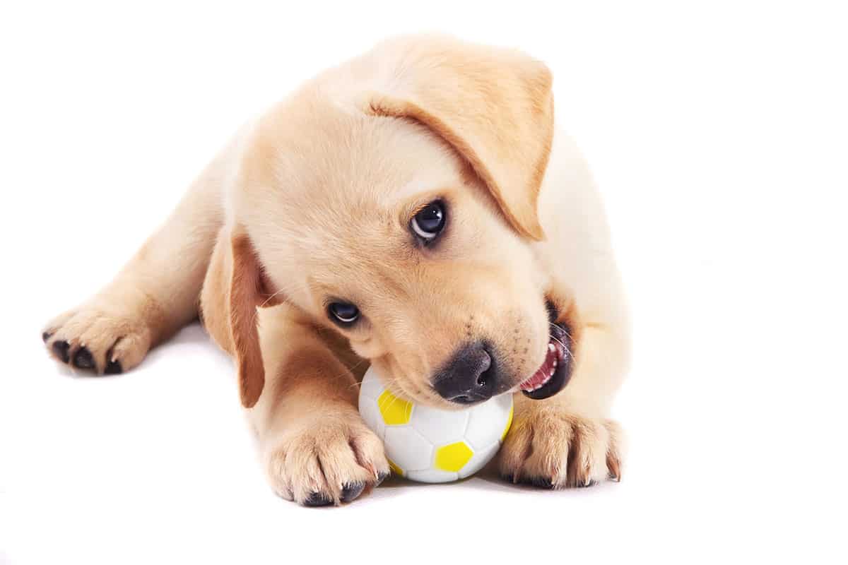 How to Fill a Kong for Dogs - Pooch Parenting