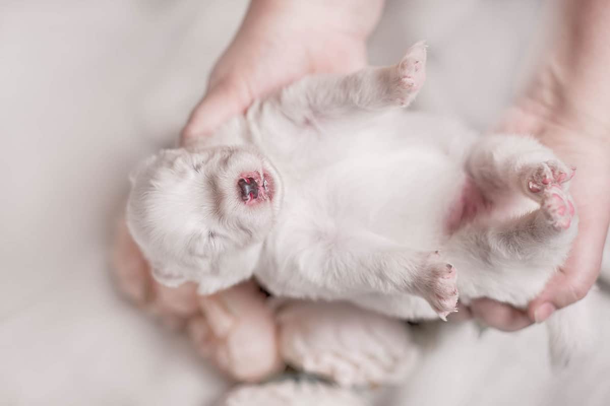 How To Tell If A Newborn Puppy Is Dying And What You Can Do?