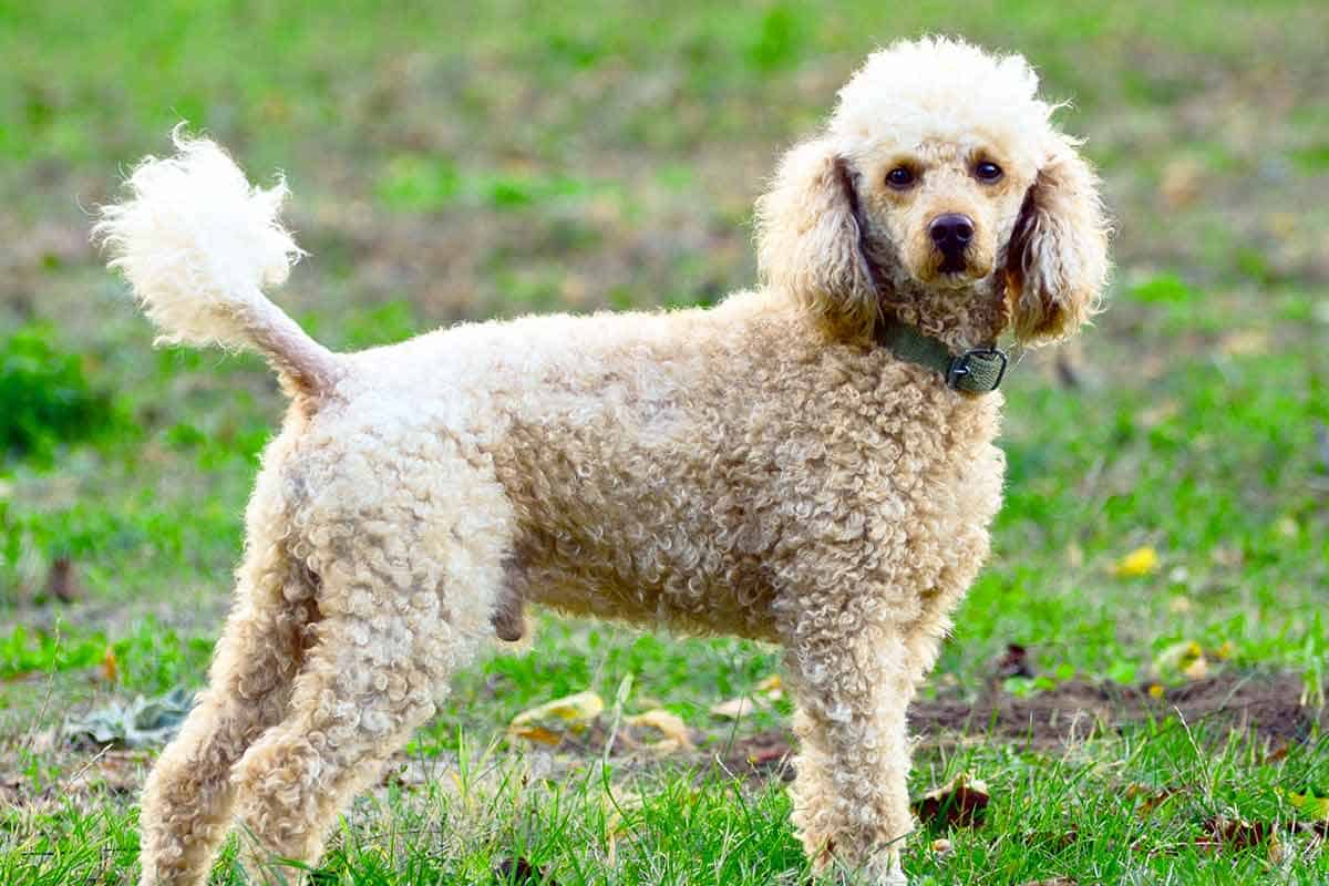 fungere Telemacos digtere Poodle vs. Goldendoodle (6 Key Differences Between Breeds)