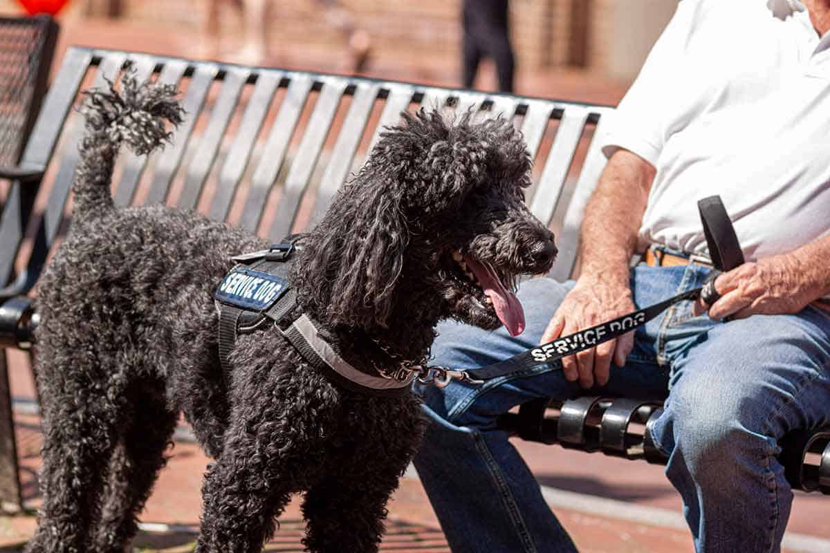 Psychiatric Service Dogs: All You Need To Know