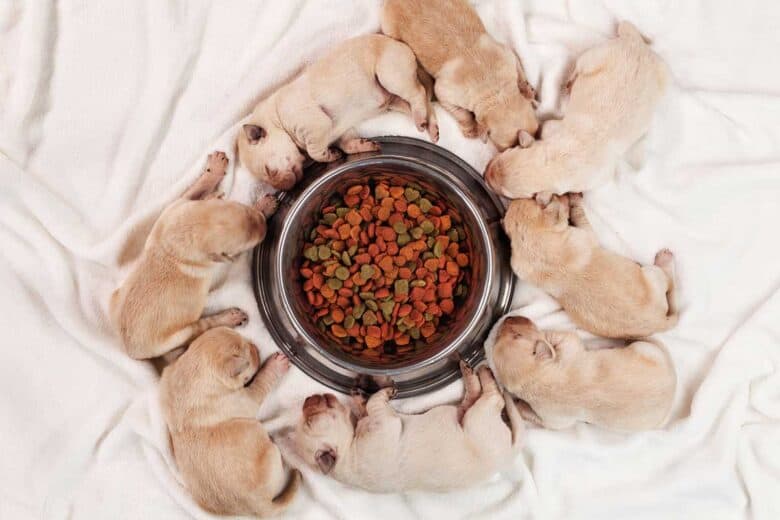 Can you give a hotsell puppy adult dog food