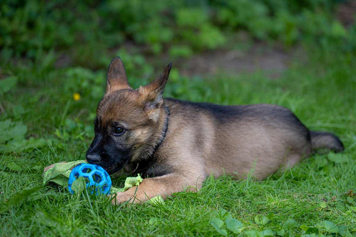What Is So Special About The Sable German Shepherd?