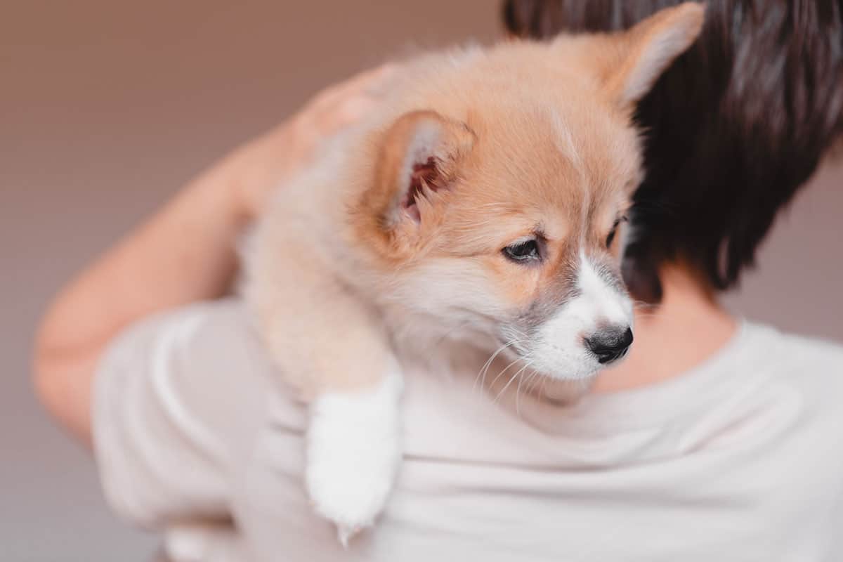 Best Sassy Female Dog Names For Your Pup