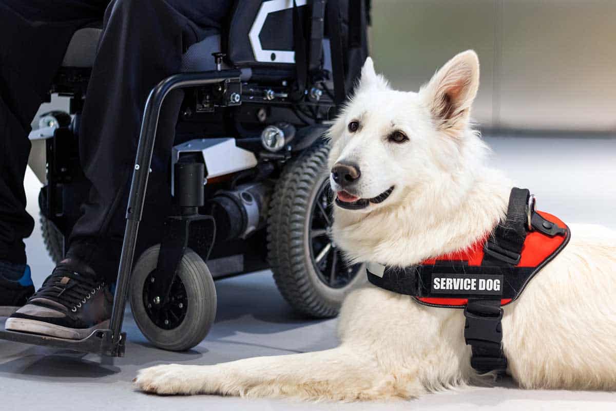 What Disabilities Qualify For A Service Dog 1 Fact File 