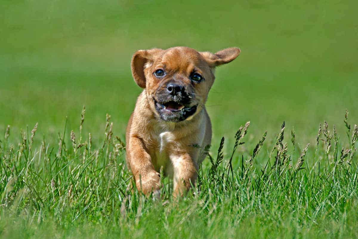 What Is A Puggle The Pug Beagle Mix Everyone Wants 